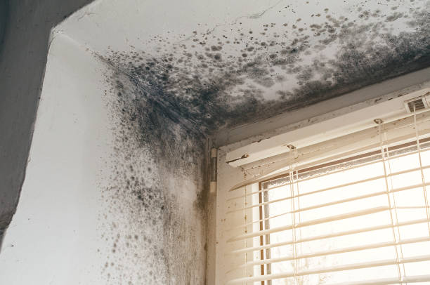 Affordable Basement Mold Removal solutions in Woodbury, PA