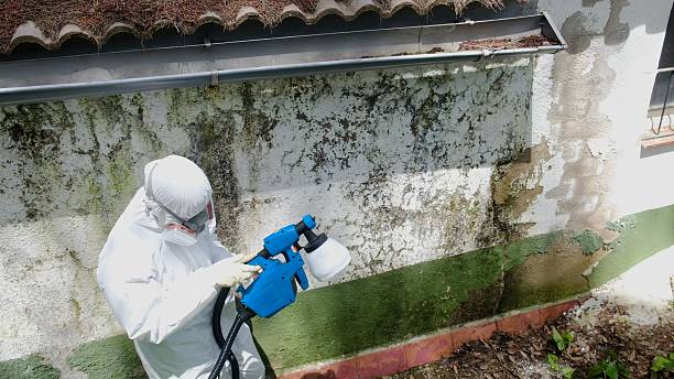 Top rated local Basement Mold Removal specialists in Woodbury, PA